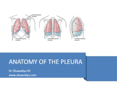 Online quiz (MCQ) on the anatomy of the brachial plexus