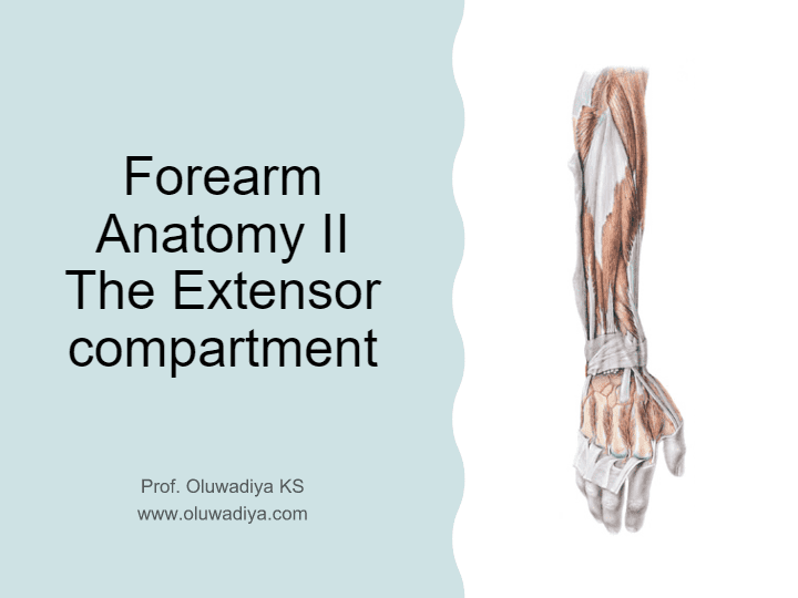 bones of upper extremity quiz