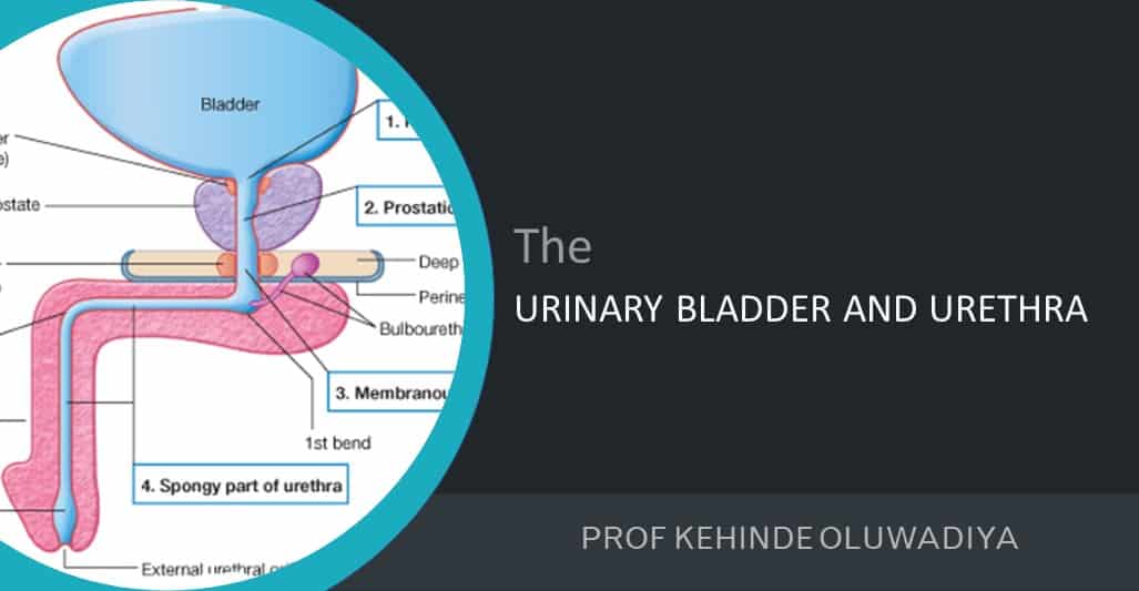 Bladder and urethra