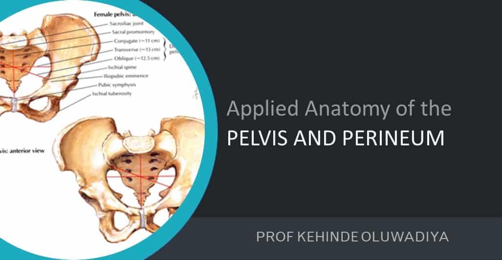 Applied anatomy of the pelvis 