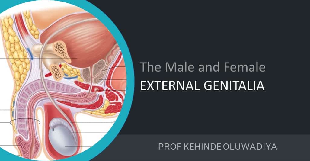 Anatomy of the male and female external genitalia
