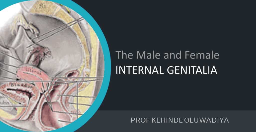 Anatomy of the male and female internal genitalia