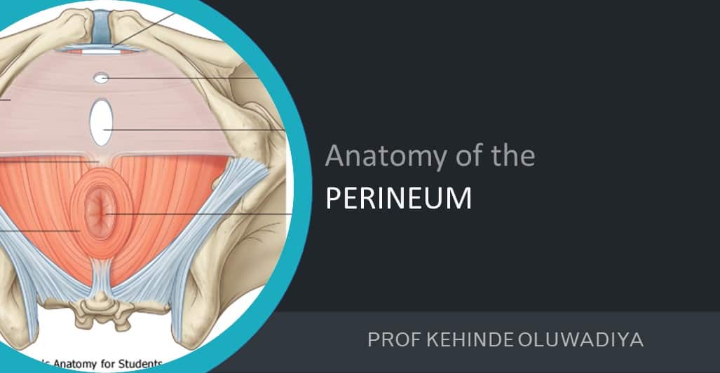 Anatomy of the perineum